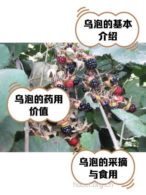 龙船乌泡的功效与作用