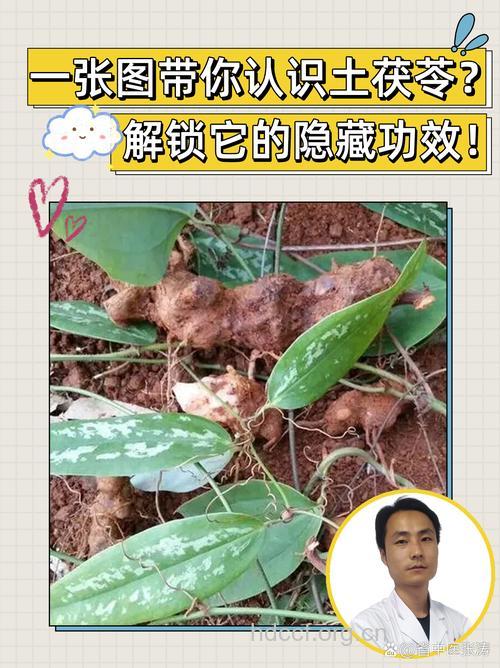 土红苓的功效与作用