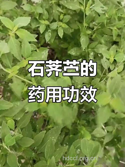 石荠苎的功效与作用