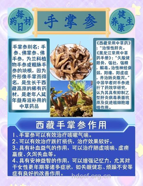 手掌参的功效与作用