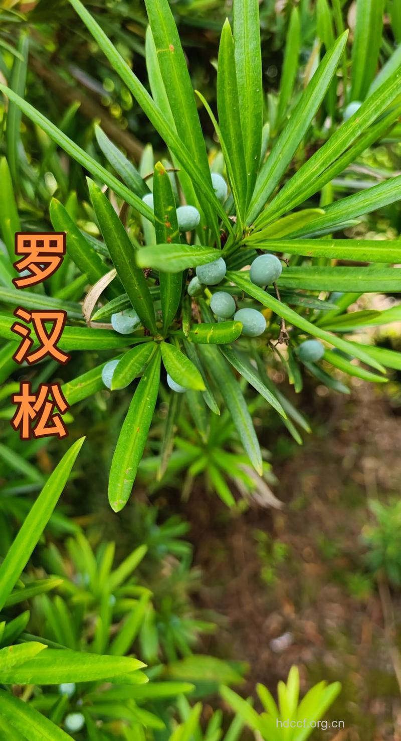 罗汉松根皮的功效与作用