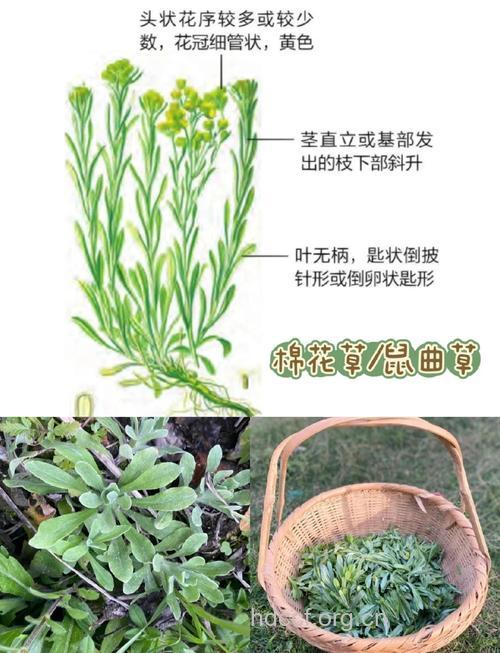 水石油菜的功效与作用