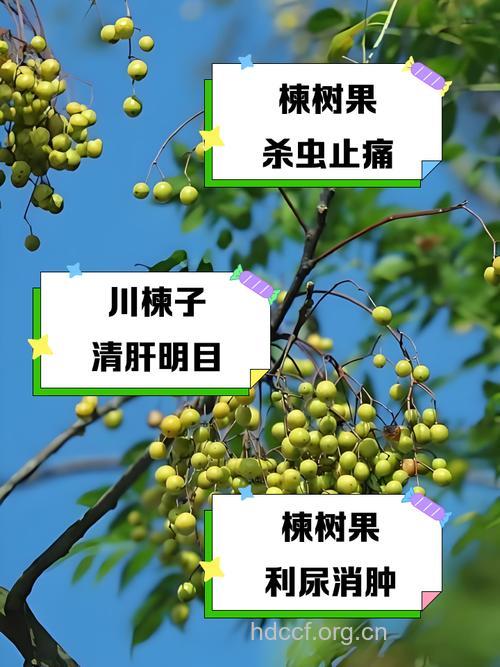 连香树果的功效与作用