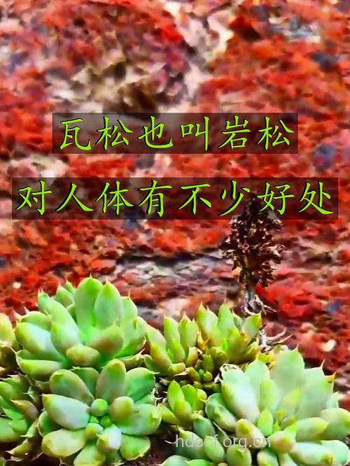 岩松的功效与作用