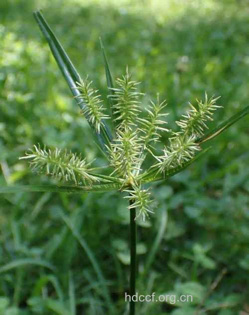 密穗砖子苗的功效与作用