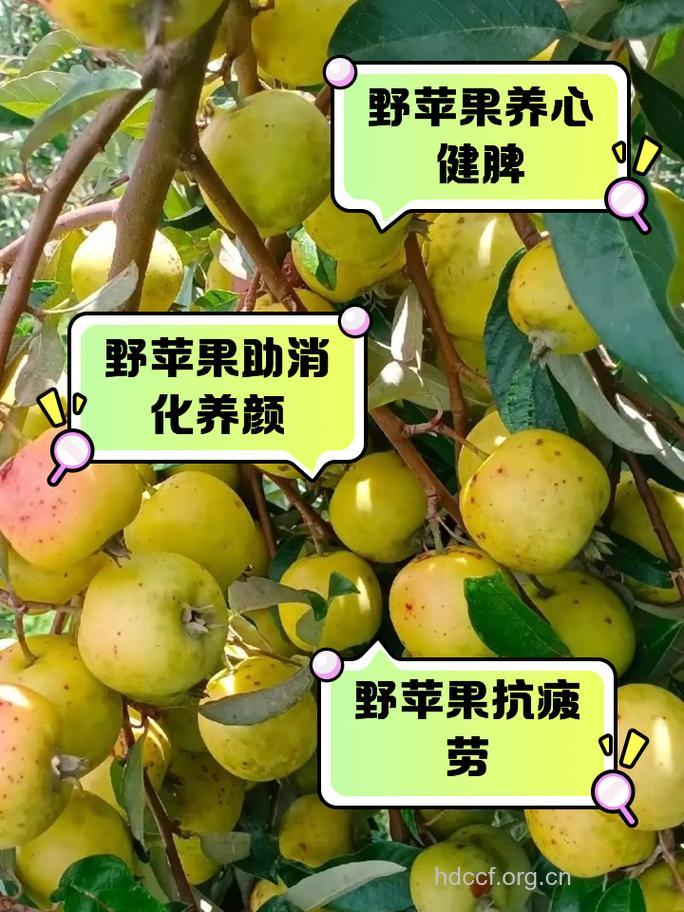 野苹果怎么吃 推荐野苹果3种吃法