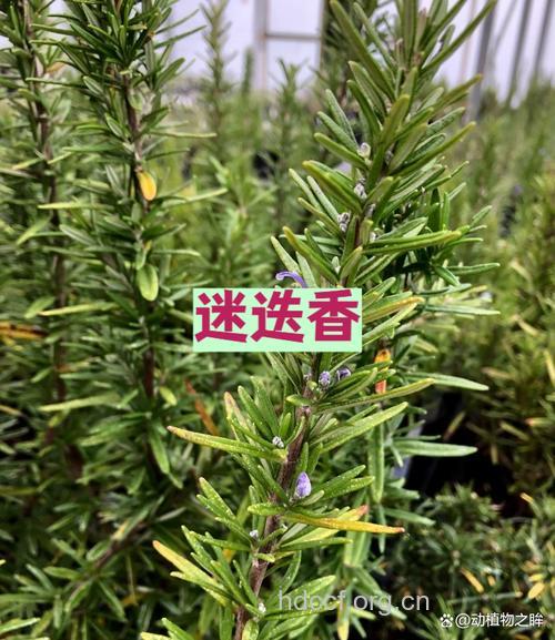 麻羊藤的功效与作用