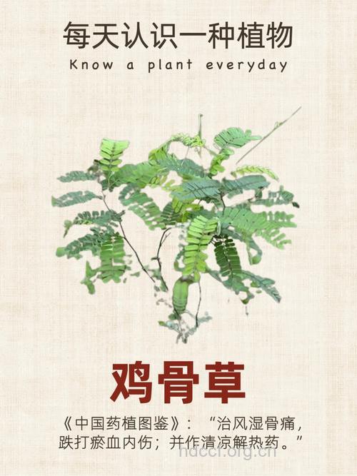 鸡挂骨草的功效与作用