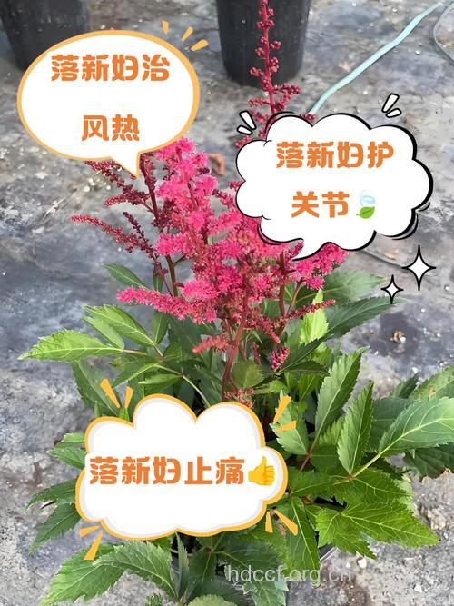 落新妇根的功效与作用