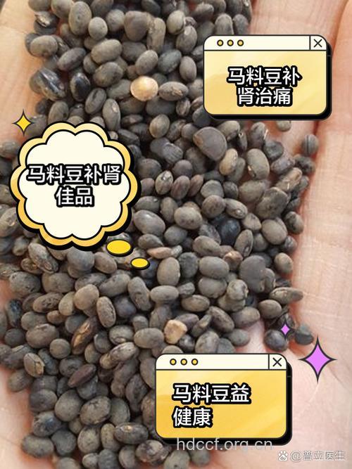 铁马豆的功效与作用