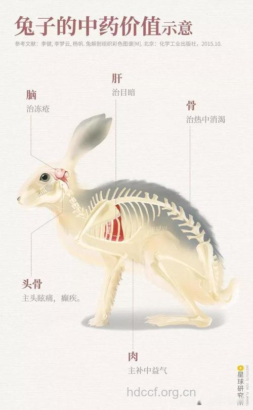 兔骨的功效与作用