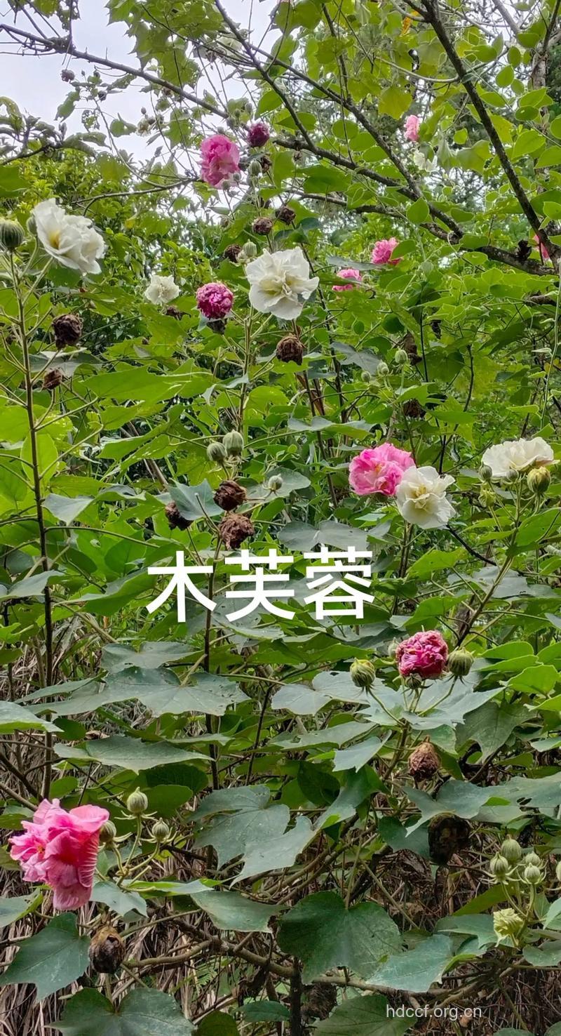 木芙蓉叶的功效与作用