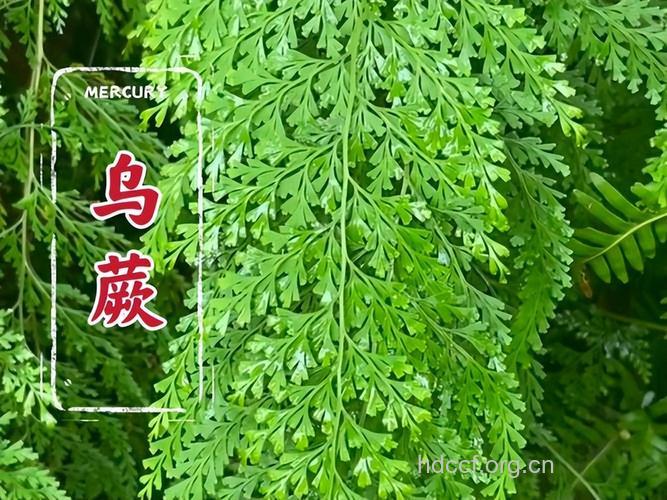 小叶凤凰尾巴草的功效与作用