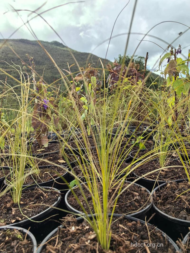 醉针茅的功效与作用