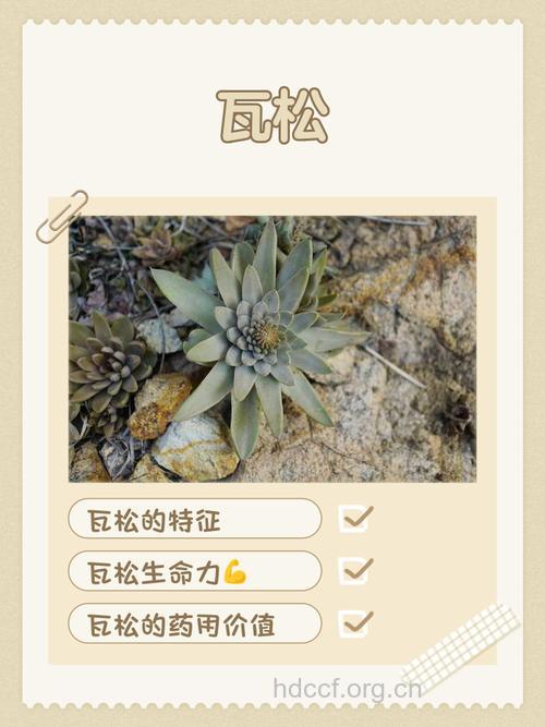 辽瓦松的功效与作用