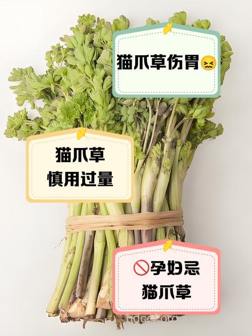 孕妇需注意 不宜乱吃猫爪子菜