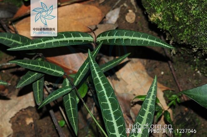 蓬莱葛的功效与作用