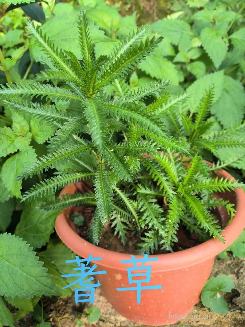 蓍草的功效与作用