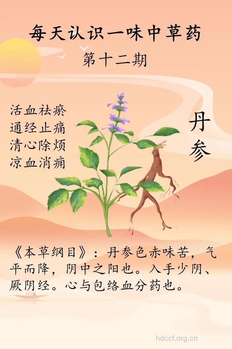 野丹参的功效与作用