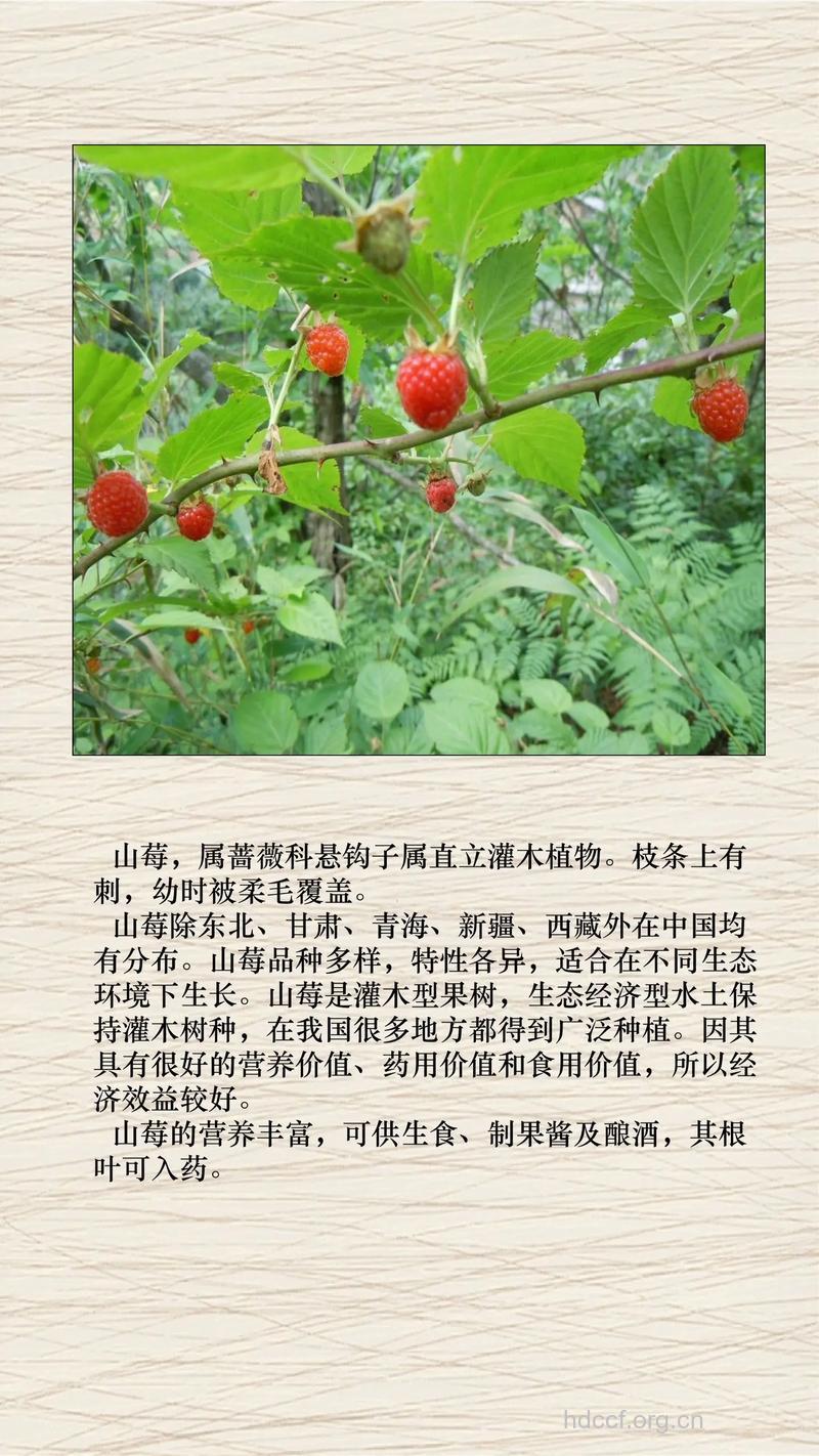 太平莓的功效与作用