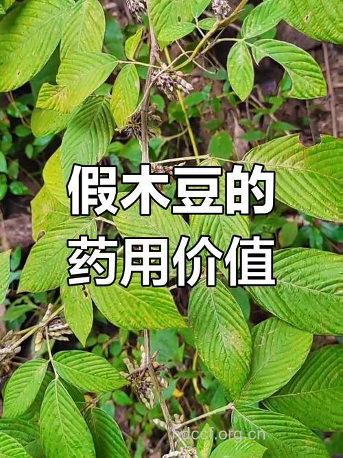 假木豆的功效与作用