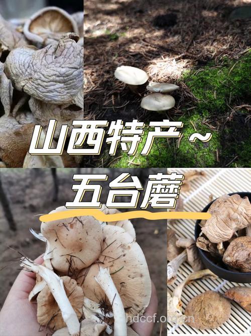 台蘑的功效与作用