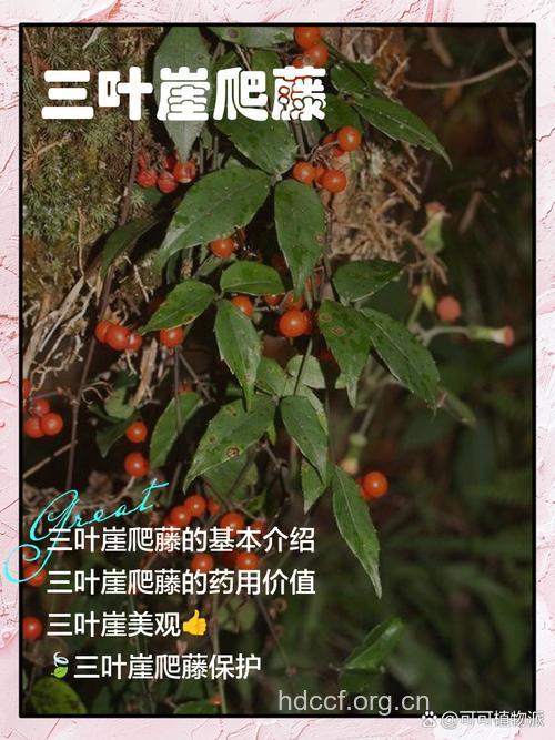 三叶崖爬藤的功效与作用