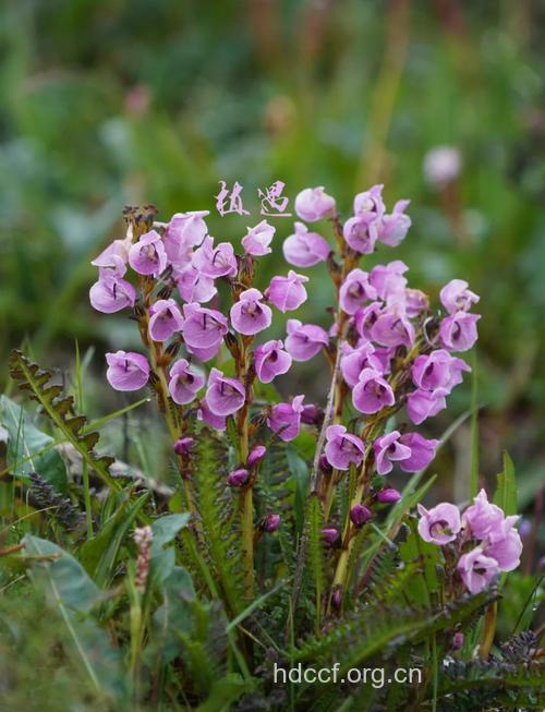 沼地马先蒿的功效与作用