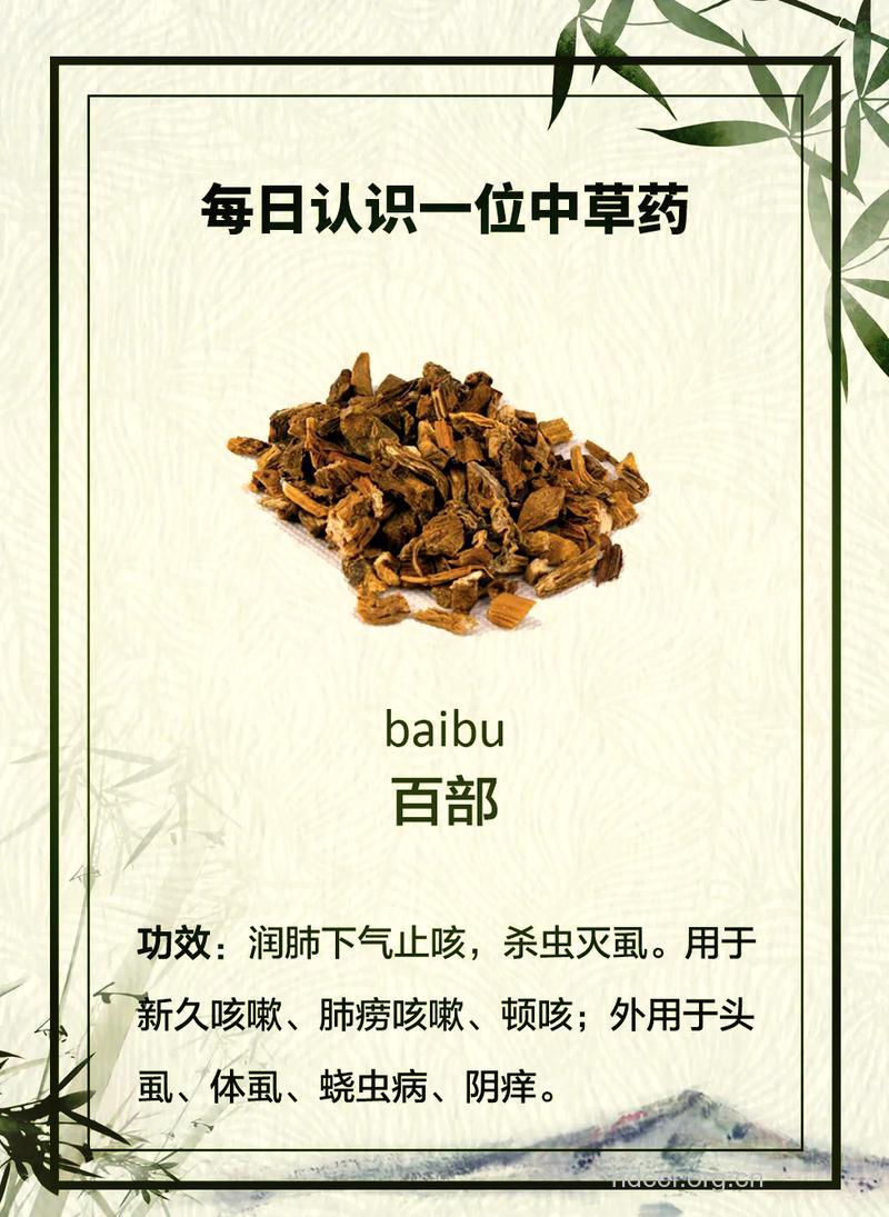 蔓生百部的功效与作用