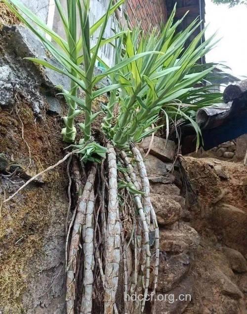 岩笋的功效与作用