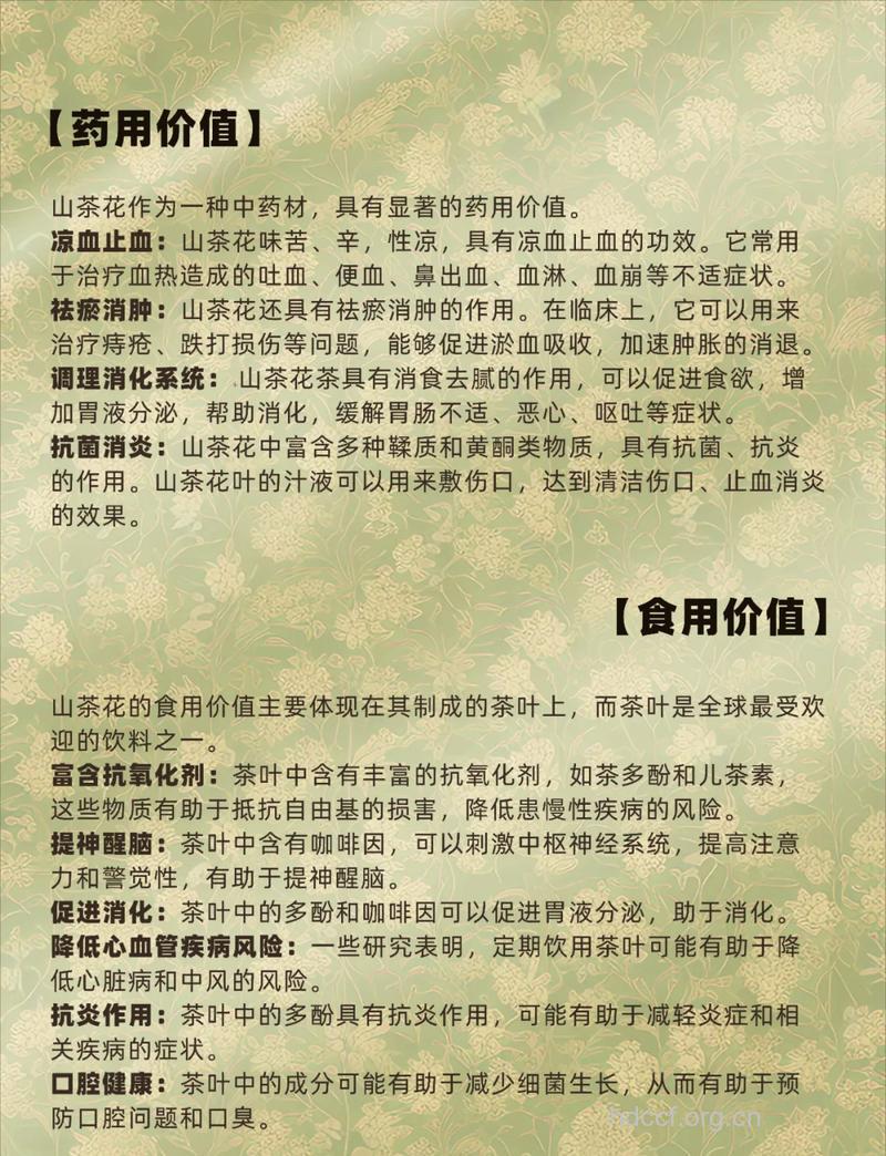 山茶花的功效与作用
