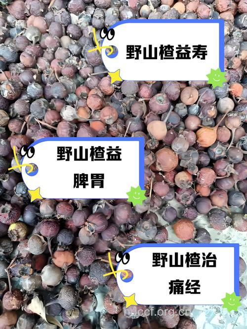 野山楂的功效与作用