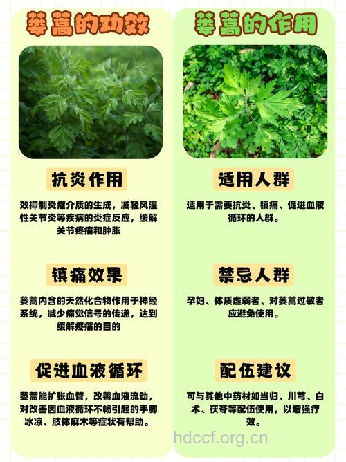 蒌蒿的功效与作用