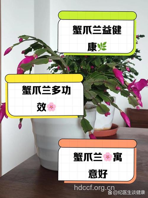 蟹爪兰的功效与作用