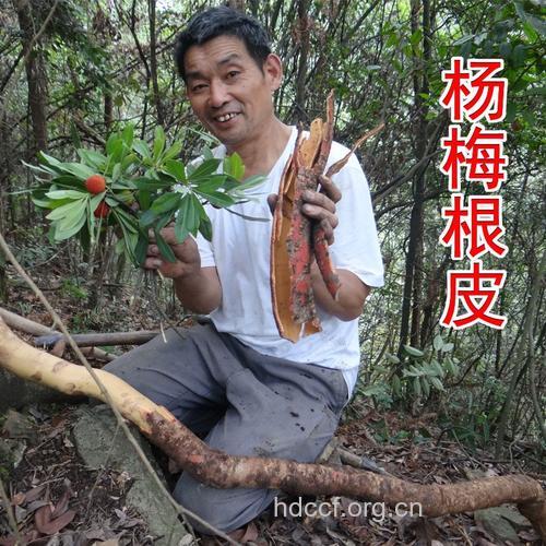 杨梅根的功效与作用