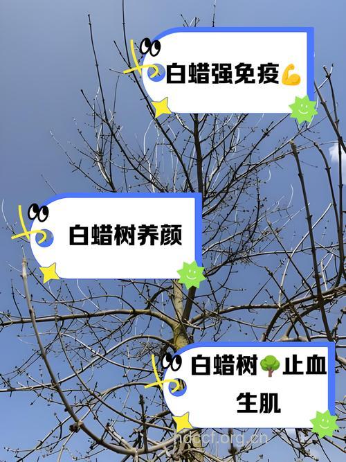 洋白蜡树的功效与作用