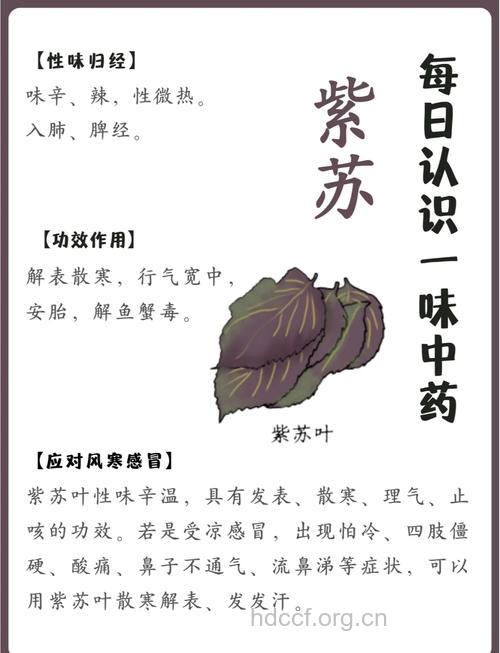 紫藿香的功效与作用