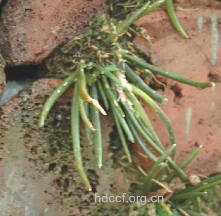 岩葱的功效与作用