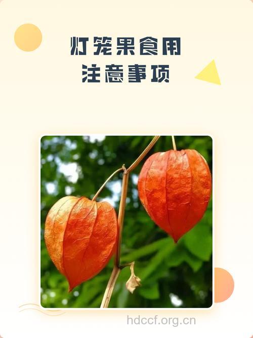 孕妇能吃灯笼果吗 专家：食用时有禁忌