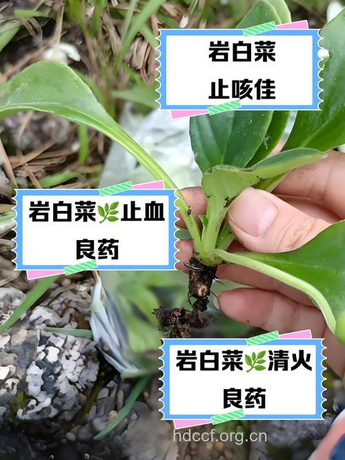 小岩白菜的功效与作用