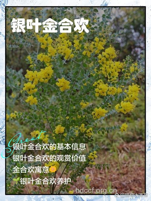 金合欢的功效与作用