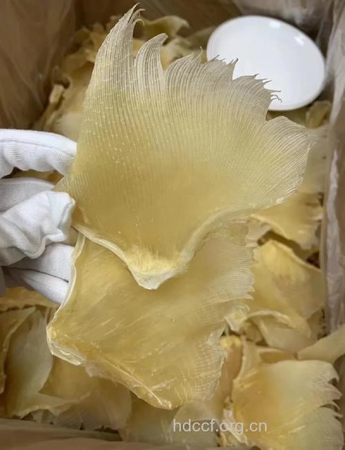 鲛鱼翅的功效与作用