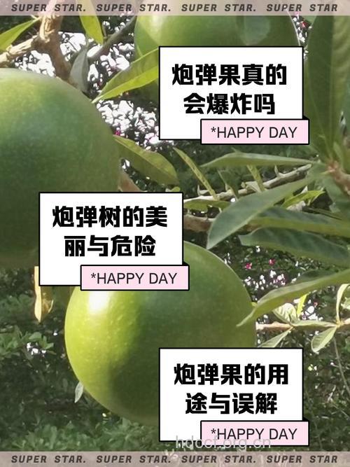 炮弹果的功效与作用
