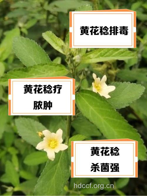 粘毛黄花稔的功效与作用