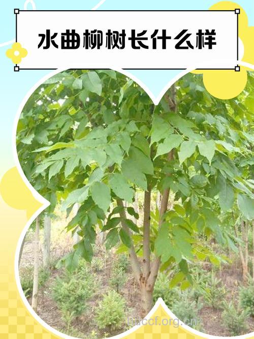 水曲柳的功效与作用