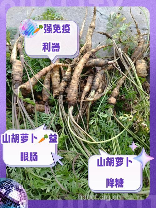 山胡萝卜的功效与作用