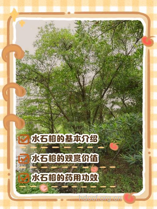 石榕的功效与作用