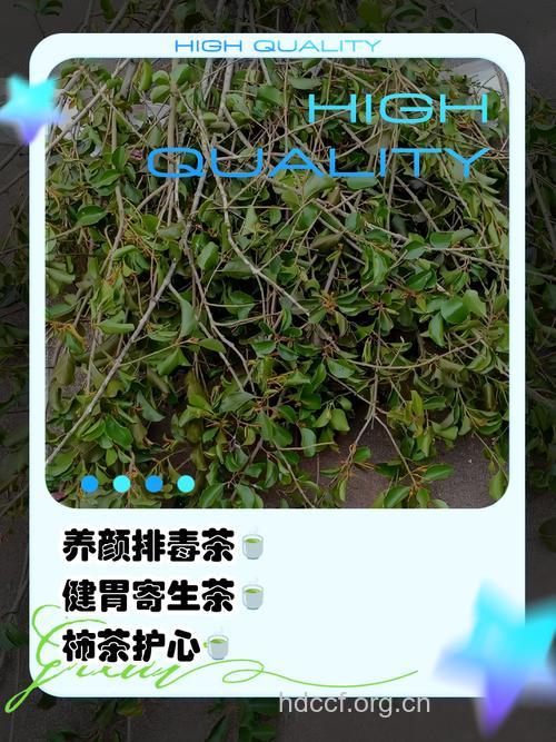 柿寄生的功效与作用