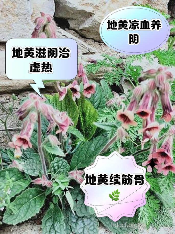浙地黄的功效与作用
