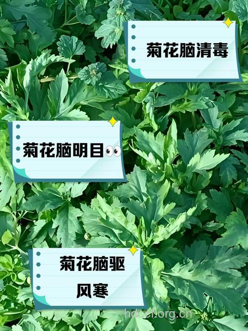 哺乳期能吃菊花脑吗 专家：可适量食用